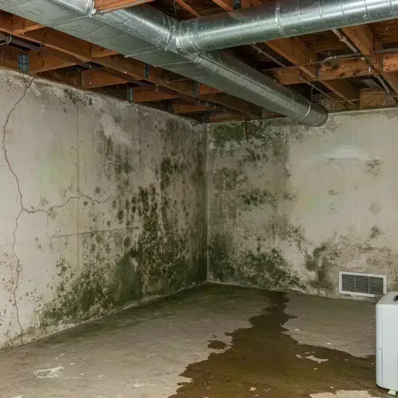 Professional Mold Removal in Chester, WV